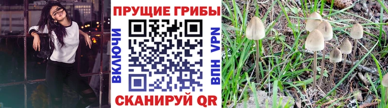 Псилоцибиновые грибы Psilocybine cubensis  Купить закладки  Энгельс 